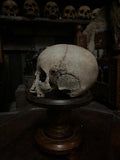 Human child skull