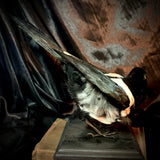 Item 18. Taxidermy magpie