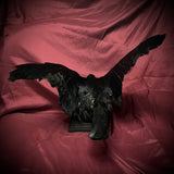 Taxidermy crow