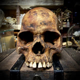 Human skull