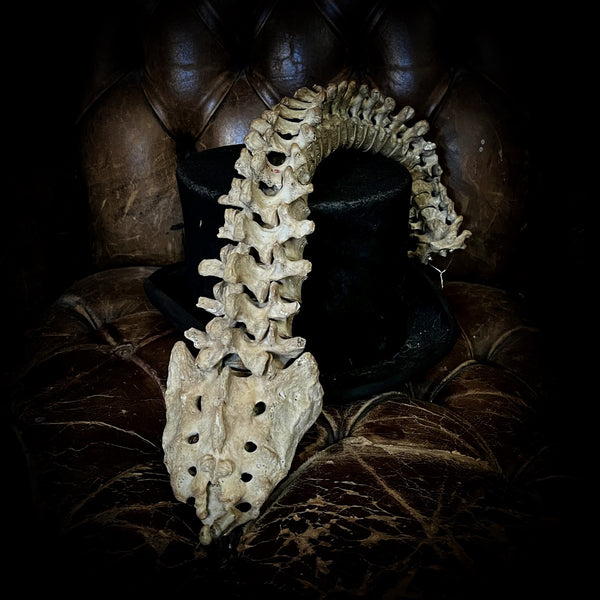 Articulated human spine