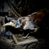 Item 6. Taxidermy rook