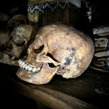 Human skull with mandible