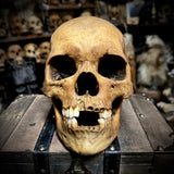 Human skull with mandible