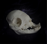 Deformed piglet Skull
