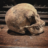 The Pirate - Real human skull