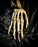 Articulated right arm