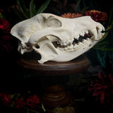 Dog Skull - A Female “Slovak Cuvac”