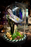 Taxidermy warbler