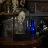 “Mink skull” in a glass dome