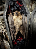 Taxidermy Fruit Bat - Mini Curio Coffin
