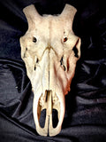 Item 4. Stag skull
