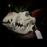 Dog Skull - A Female “Slovak Cuvac”