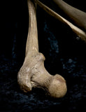 Articulated right leg