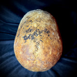 Item 1. Human skull with mandible