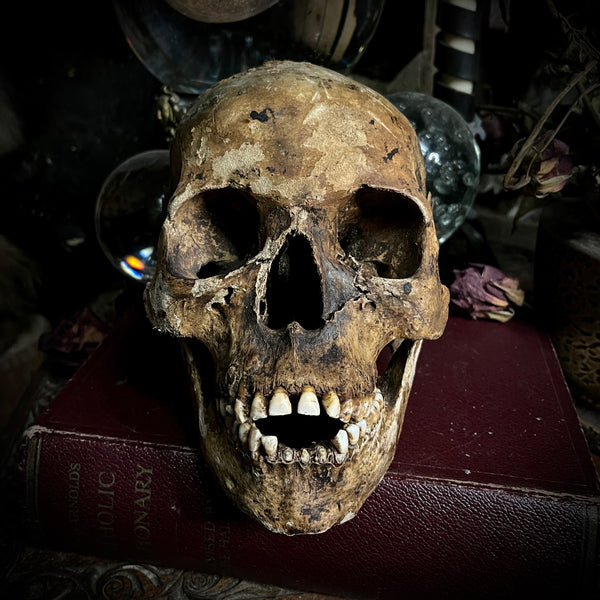 Human skull with mandible