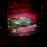 Wet Specimen “Juvenile Rabbit Kit”