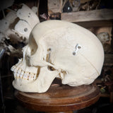 Medically prepared human skull