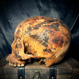 Item 14. Human skull