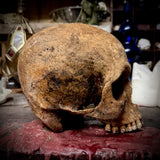 Human skull