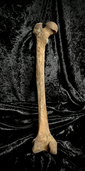 Human femur bone