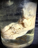 Item 7. Wet fetal kitten