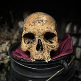 Human skull