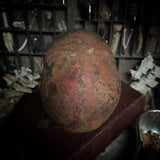 Human skull