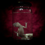 Wet Specimen “Leopard Gecko”