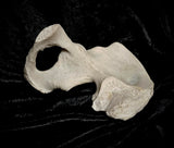 Human hip bone