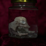 Wet Specimen “Foetal Piglet”