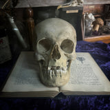 Medically prepared human skull