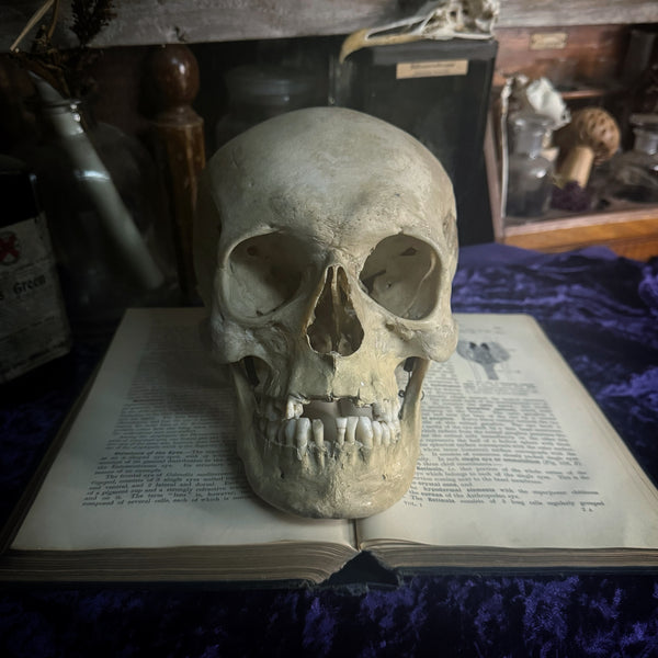 Medically prepared human skull