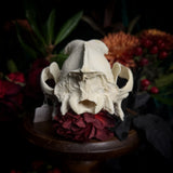 Dog Skull - A Male “Alaskan Malamute”