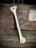 Human humerus bone