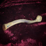 Adam Rouilly Human left clavicle