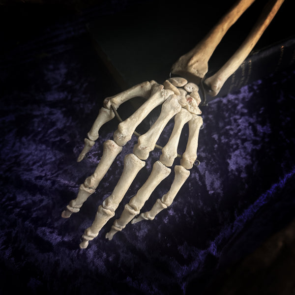 Medically articulated (Left) Human Hand and Arm