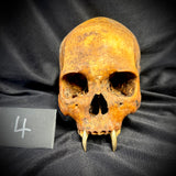 Item 4. Vampire skull