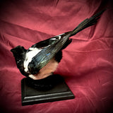 Taxidermy magpie