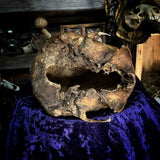 Partial Human skull