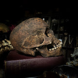 Human skull