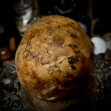 Human skull *COMPETITION*