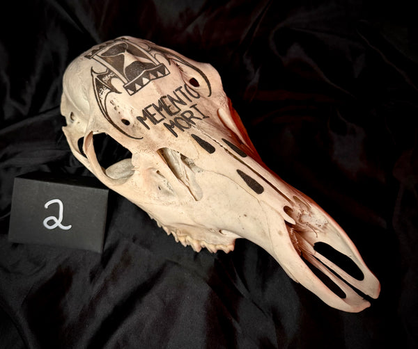 Item 2. Memento Mori deer skull