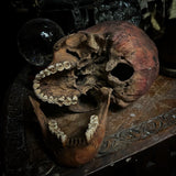 Human skull