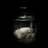 Wet Specimen “White Mouse”