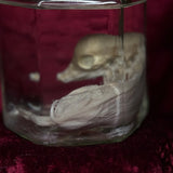 Wet Specimen “Foetal Piglet”