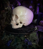 Human child skull
