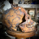 Human skull with mandible