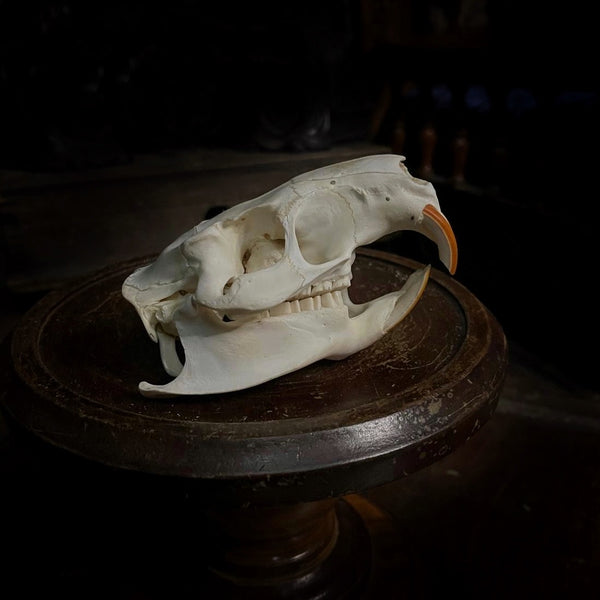North American Porcupine Skull