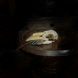 Hornbill Skull